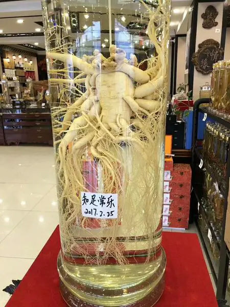 vieux ginseng plus de 20 ans